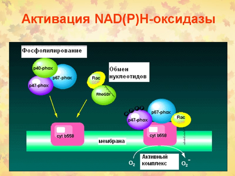 Активация NАD(P)Н-оксидазы